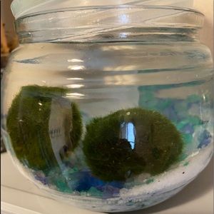 Large marimo moss balls